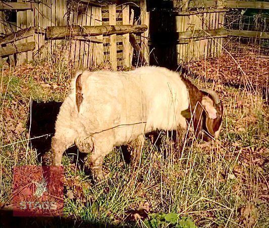 DAPPLED TRADITIONAL BOER BUCKLING