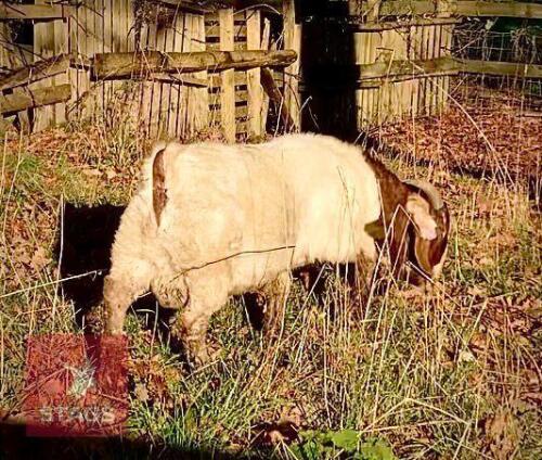 DAPPLED TRADITIONAL BOER BUCKLING