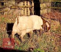 DAPPLED TRADITIONAL BOER BUCKLING