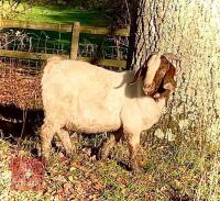 DAPPLED TRADITIONAL BOER BUCKLING - 5