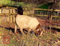 DAPPLED TRADITIONAL BOER BUCKLING - 6