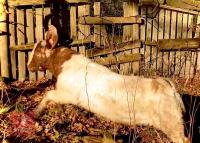 DAPPLED TRADITIONAL BOER BUCKLING - 7