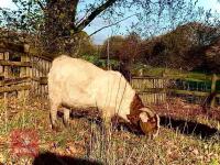 DAPPLED TRADITIONAL BOER BUCKLING - 8
