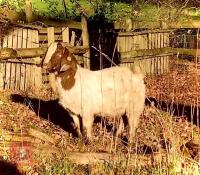 DAPPLED TRADITIONAL BOER BUCKLING - 9