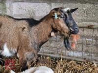 2YO PYGMY NANNY & BILLY KID AT FOOT - BIDS FOR THE GROUP - 4