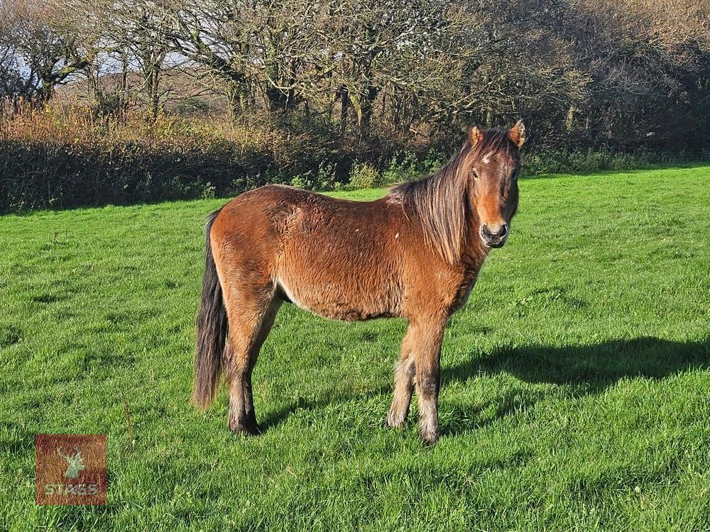1YO QUARTERHORSE X COLT