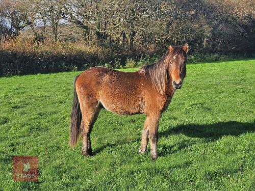 1YO QUARTERHORSE X COLT