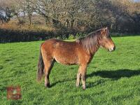 1YO QUARTERHORSE X COLT - 2