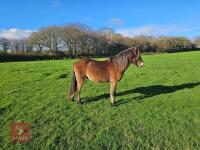 1YO QUARTERHORSE X COLT - 3