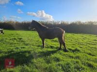 1YO QUARTERHORSE X COLT - 4
