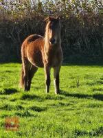 1YO QUARTERHORSE X COLT - 5