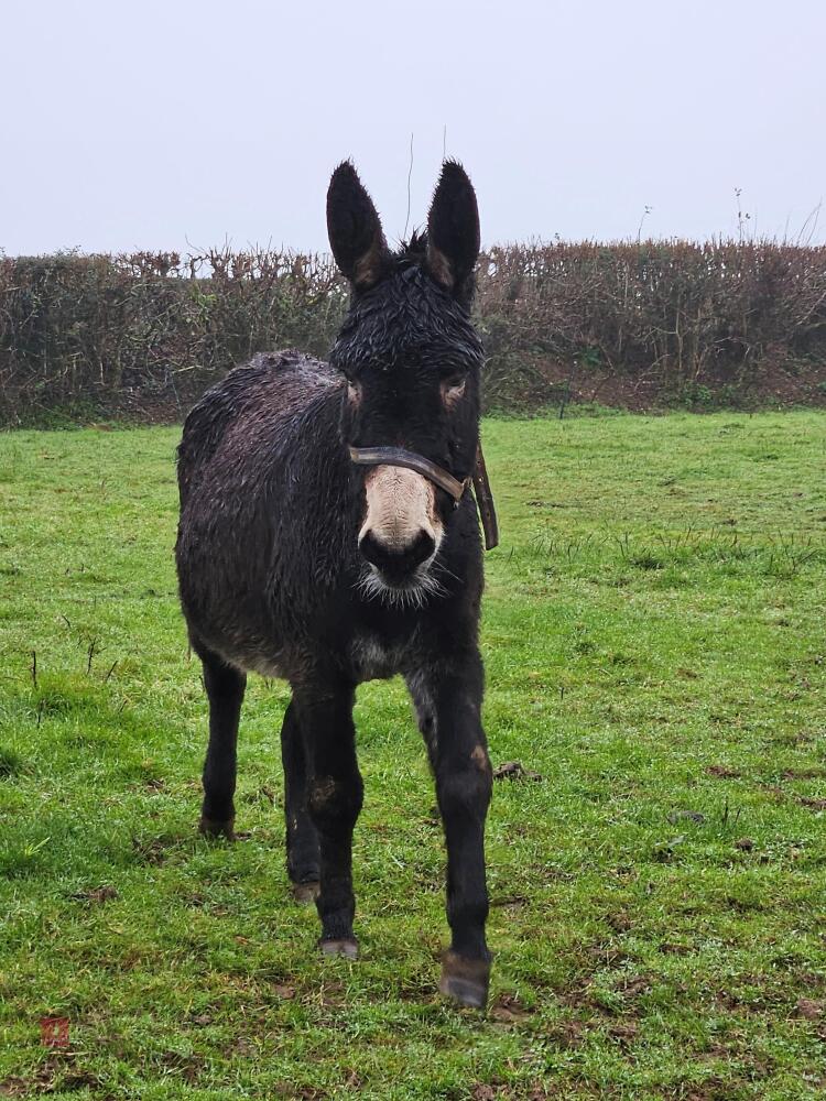 8YO JENNY DONKEY