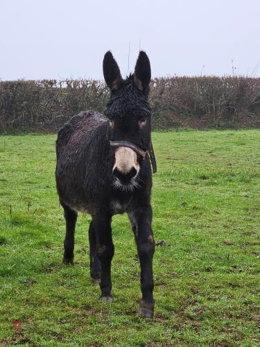 8YO JENNY DONKEY