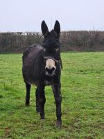 8YO JENNY DONKEY
