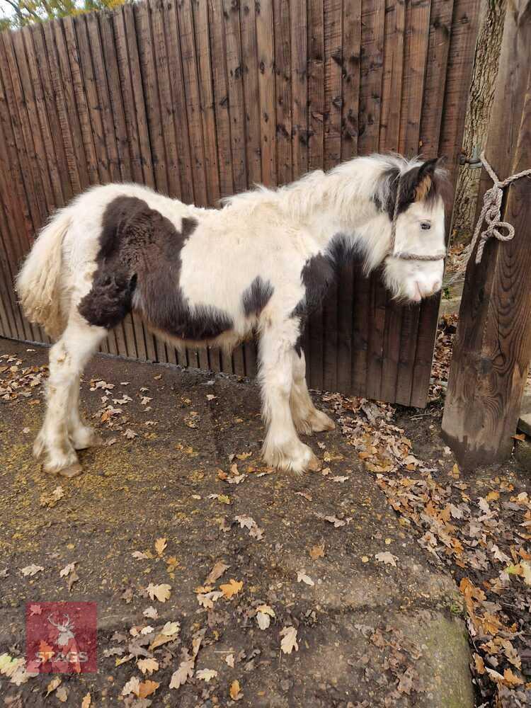 6MO MINI COB FOAL