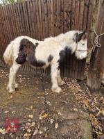 6MO MINI COB FOAL