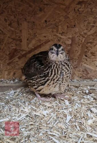 QUARTET OF COTURNIX QUAILS - BIDS PER LIFE