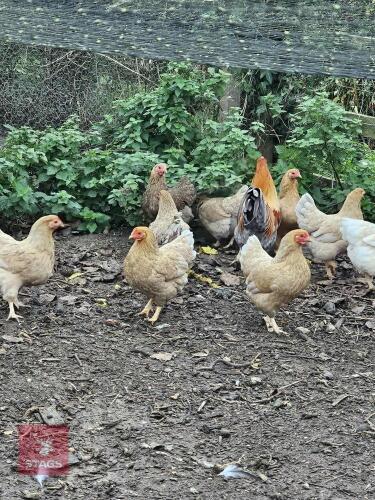 QUARTET OF BLUE PARTRIDGE BANTAMS - BIDS PER LIFE