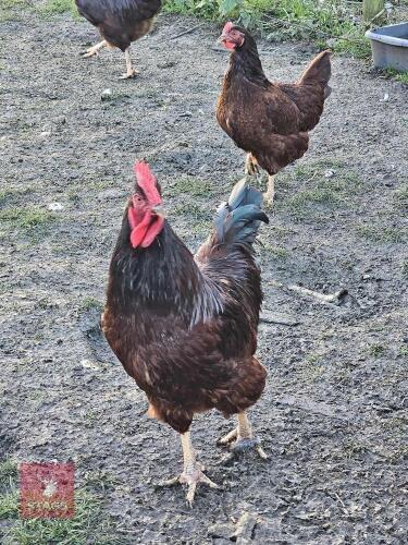 PAIR OF RHODE ISLAND REDS - BIDS PER LIFE