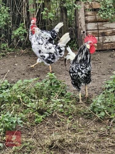 TRIO OF EXCHEQUER LEGHORNS - BIDS PER LIFE