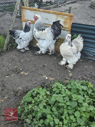 TRIO OF LIGHT COLUMBIAN BRAHMA - BIDS PER LIFE