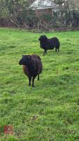 2 FLOCK AGE BLACK WELSH MOUNTAIN EWES - BIDS PER LIFE - 2