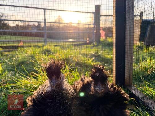 2 FRIZZLE PULLETS - BIDS PER LIFE