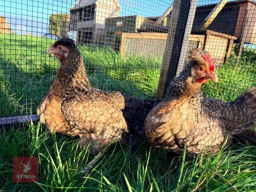 2 CREAM LEGBAR POL HENS - BIDS PER LIFE