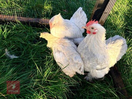 TRIO OF LAVENDER PEKINS - BIDS PER LIFE