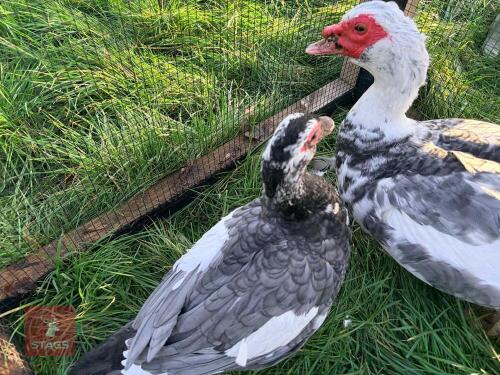 PAIR OF LAVENDER MUSCOVEY DUCKS - BIDS PER LIFE