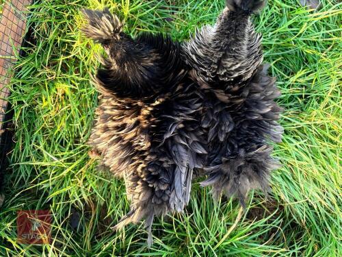 1 FRIZZLE HEN