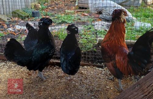 6 POLISH BIRDS - BIDS PER LIFE
