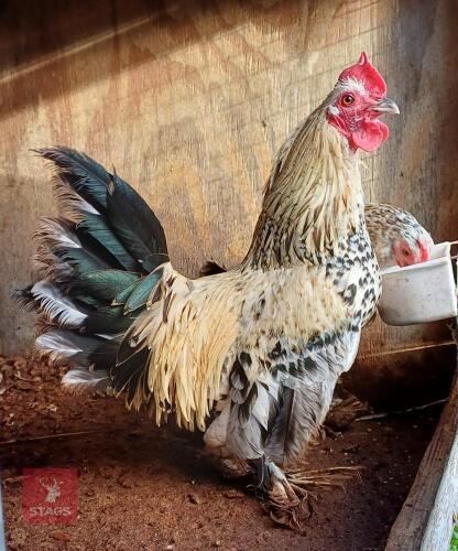 PAIR OF LEMON SABLEPOOTS - BIDS PER LIFE
