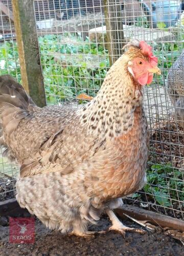 2 CREAM LEGBAR HENS - BIDS PER LIFE