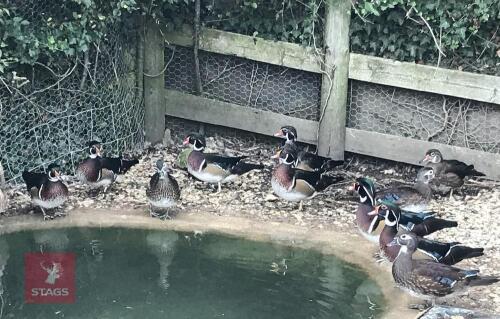 PAIR OF CAROLINA DUCKS - BIDS PER LIFE