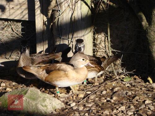 1 FEMALE CAROLINA FEMALE DUCK