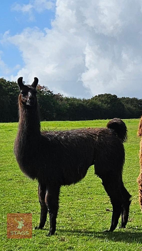 3YO CASTRATED MALE LLAMA
