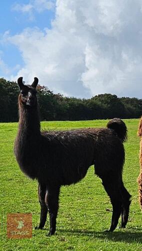 3YO CASTRATED MALE LLAMA