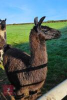 3YO CASTRATED MALE LLAMA - 2