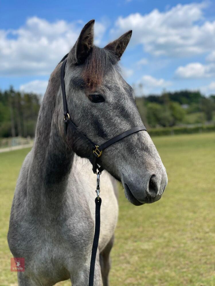 ANDALUSIAN YEARLING FILLY