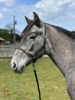 ANDALUSIAN YEARLING FILLY - 2