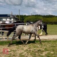 ANDALUSIAN YEARLING FILLY - 3