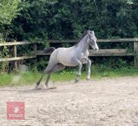 ANDALUSIAN YEARLING FILLY - 4