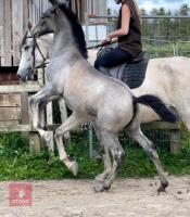 ANDALUSIAN YEARLING FILLY - 5