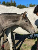 ANDALUSIAN YEARLING FILLY - 6