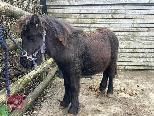 6MO SHETLAND X DHP FILLY