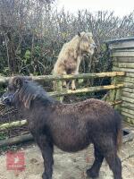 6MO SHETLAND X DHP FILLY - 2