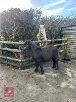 6MO SHETLAND X DHP FILLY - 3