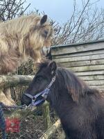 6MO SHETLAND X DHP FILLY - 4