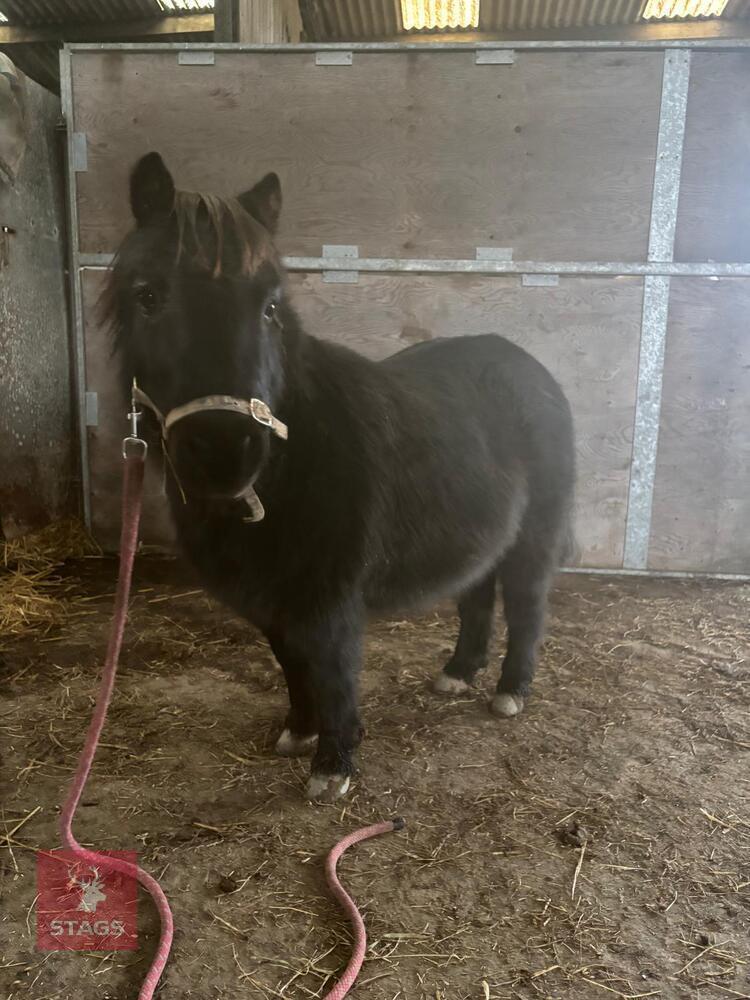 6YO SHETLAND GELDING